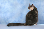 katzenfotos norwegische_waldkatze