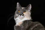 katzenfotos norwegische_waldkatze