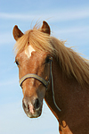 pferdefotos ponys