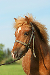 pferdefotos ponys