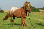 pferdefotos ponys