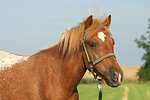pferdefotos ponys