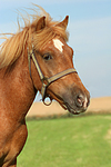 pferdefotos ponys