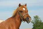 pferdefotos ponys