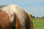 pferdefotos ponys