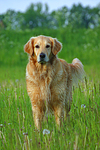hundefotos golden_retriever