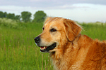 hundefotos golden_retriever