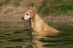 hundefotos golden_retriever