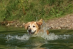 hundefotos golden_retriever