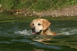 hundefotos golden_retriever