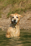 hundefotos golden_retriever