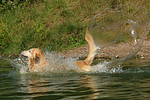 hundefotos golden_retriever
