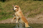 hundefotos golden_retriever
