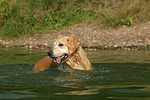 hundefotos golden_retriever