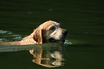 hundefotos golden_retriever