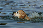 hundefotos golden_retriever