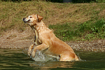 hundefotos golden_retriever