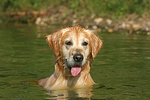 hundefotos golden_retriever