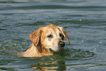 hundefotos golden_retriever