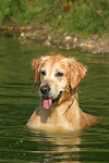 hundefotos golden_retriever