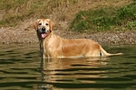 hundefotos golden_retriever
