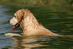 hundefotos golden_retriever