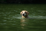 hundefotos golden_retriever
