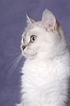 katzenfotos britisch_kurzhaar