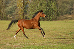 pferdefotos deutsches_reitpony
