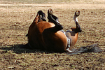 pferdefotos deutsches_reitpony