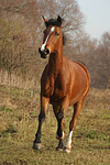 pferdefotos deutsches_reitpony