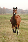 pferdefotos deutsches_reitpony