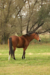 pferdefotos deutsches_reitpony