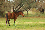 pferdefotos deutsches_reitpony
