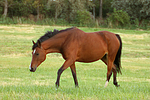 pferdefotos deutsches_reitpony