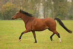 pferdefotos deutsches_reitpony