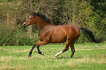 pferdefotos deutsches_reitpony
