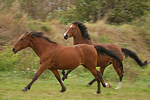 pferdefotos deutsches_reitpony