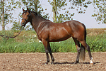 pferdefotos deutsches_reitpony
