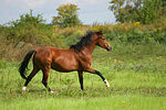pferdefotos deutsches_reitpony