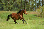 pferdefotos deutsches_reitpony