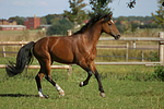 pferdefotos deutsches_reitpony