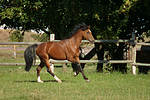 pferdefotos deutsches_reitpony