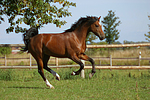 pferdefotos deutsches_reitpony
