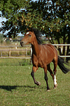 pferdefotos deutsches_reitpony