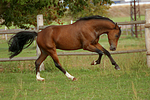 pferdefotos deutsches_reitpony