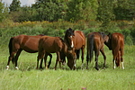 pferdefotos deutsches_reitpony