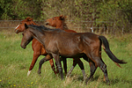 pferdefotos deutsches_reitpony