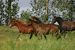 pferdefotos deutsches_reitpony