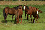 pferdefotos deutsches_reitpony